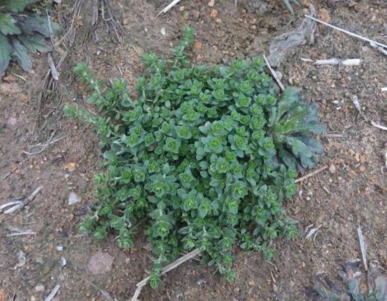春吃鲜这些野菜你吃过吗,哪种食材是春季常吃的野菜