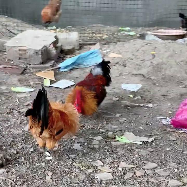 西门吹雪VS杀手漂亮的大公鸡#土鸡打斗