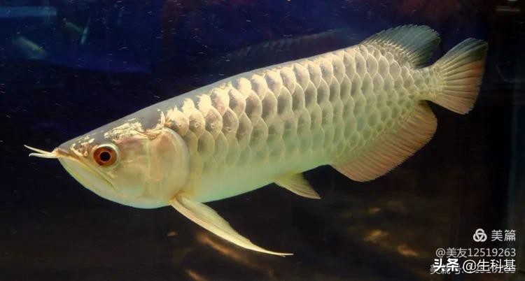 金龙鱼是真的金龙鱼么,讲解金龙鱼的特点与优点