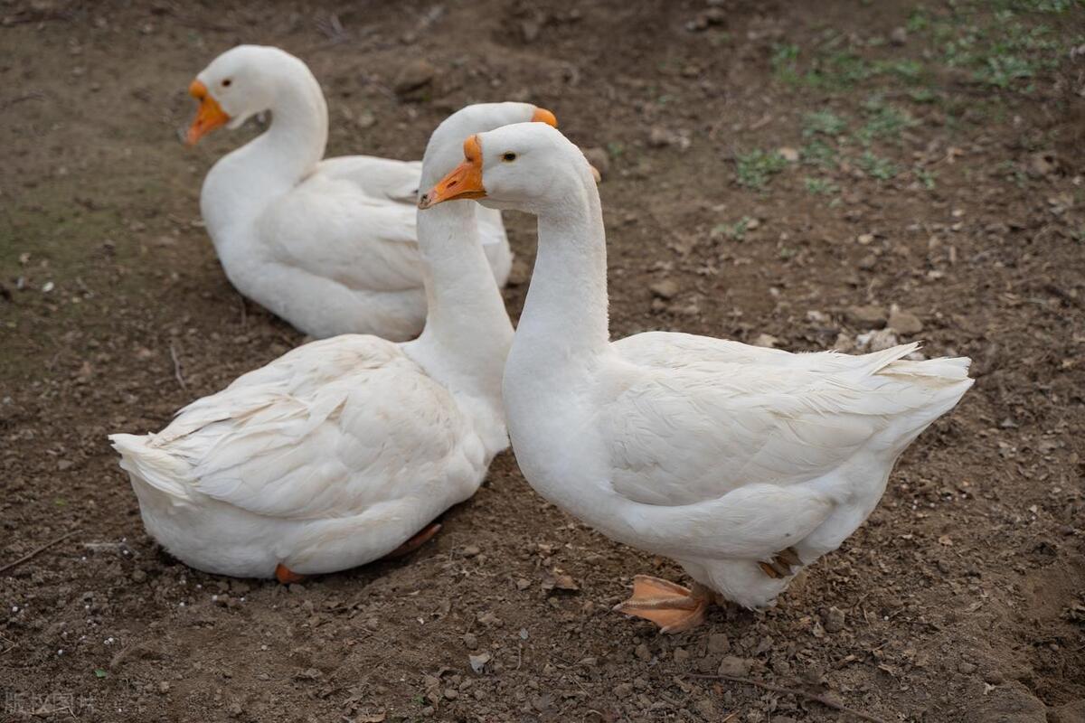 大鹅不如鸡鸭为什么会被驯化,为什么要驯化大鹅