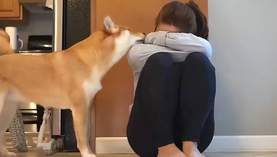 狗把我当主人会有哪些表现,狗狗把你当亲妈的行为