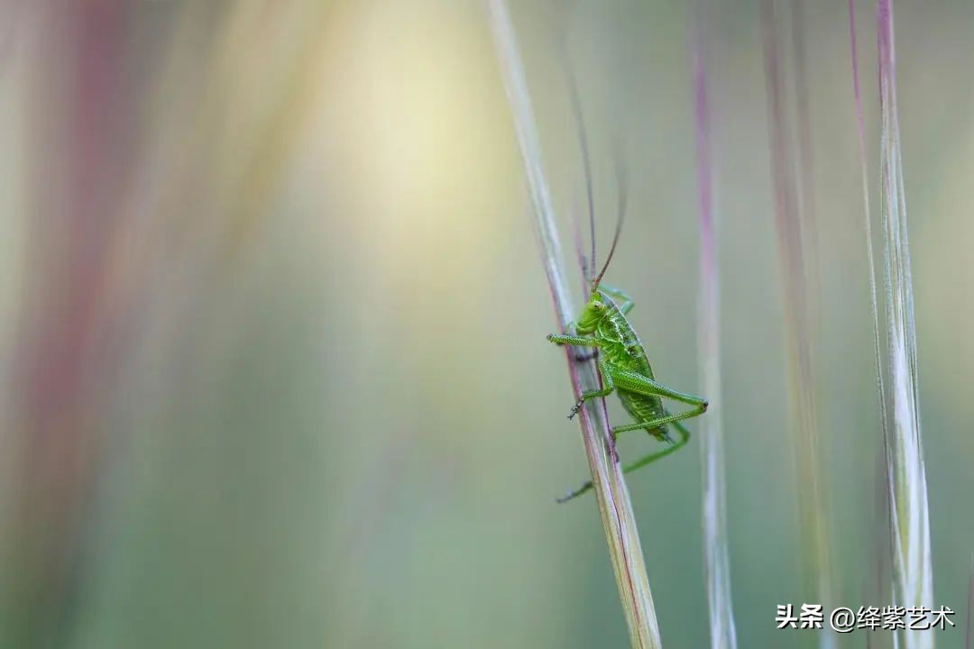 微距镜头之下的苍蝇,苍蝇微距拍摄