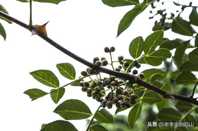 青花椒保存不当变黑了怎么办,新鲜青花椒放冰箱怎么保存