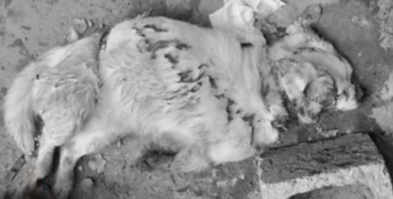 当灵魂被撕裂,灵魂被撕裂的痛