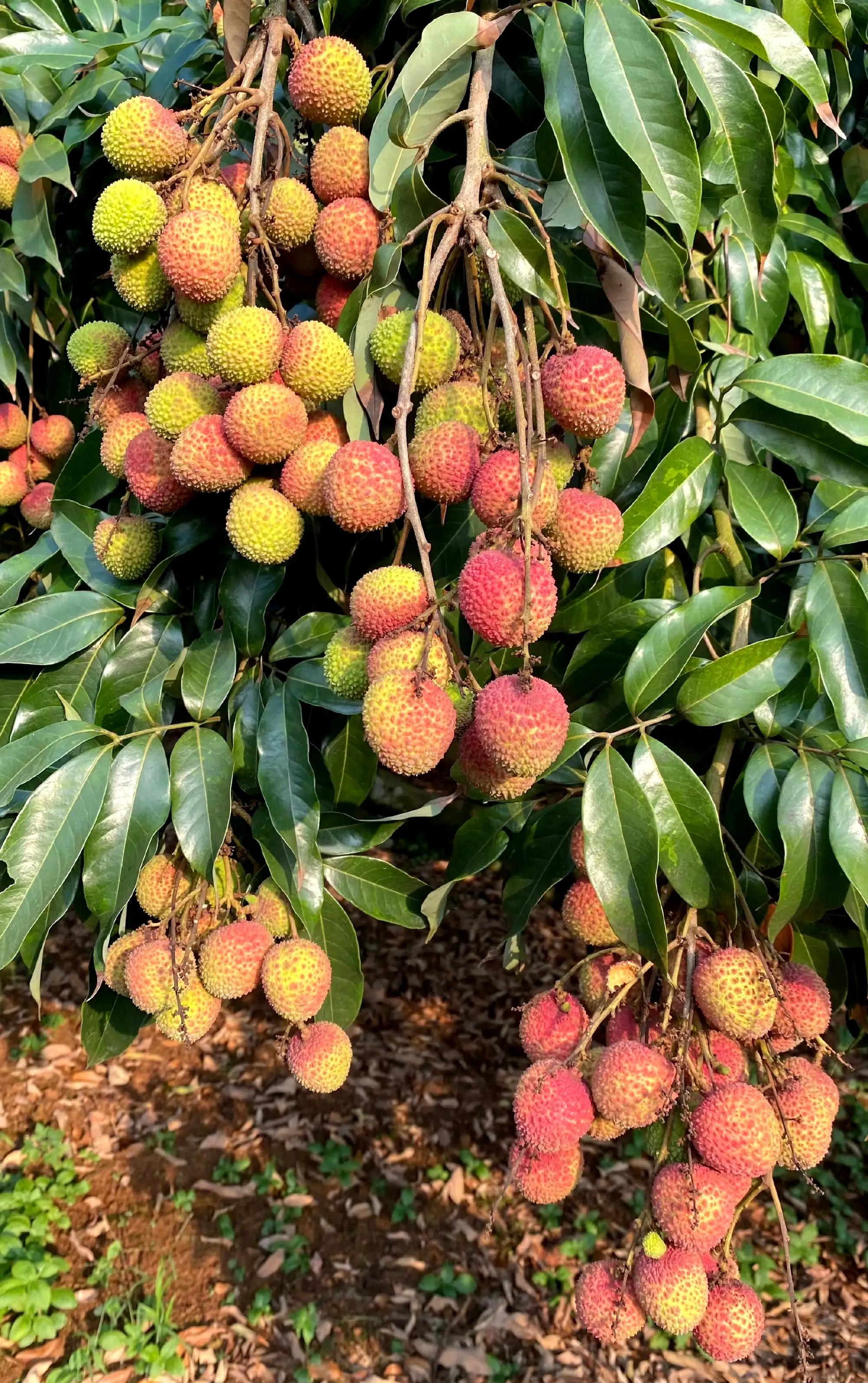 “水晶细嚼甜于蜜,满口生香玉露漙”,夏日里的荔枝又鲜又红又甜