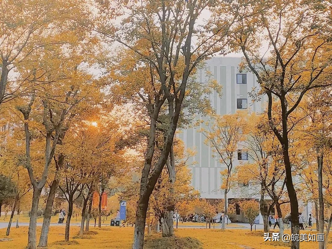 安徽大学好看的风景,高校最美秋景