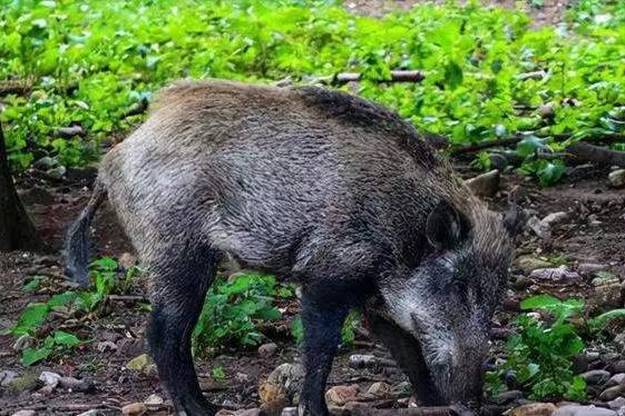 野猪泛滥招募猎人,野猪悬赏地区