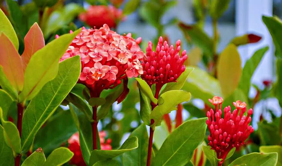 美丽的龙江河,美丽的草原我的家