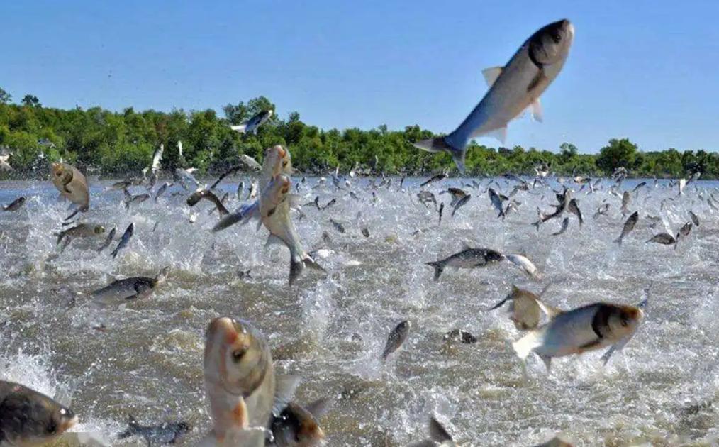 鱼跳出水面是地震前兆吗,鱼浮出水面是地震前兆吗