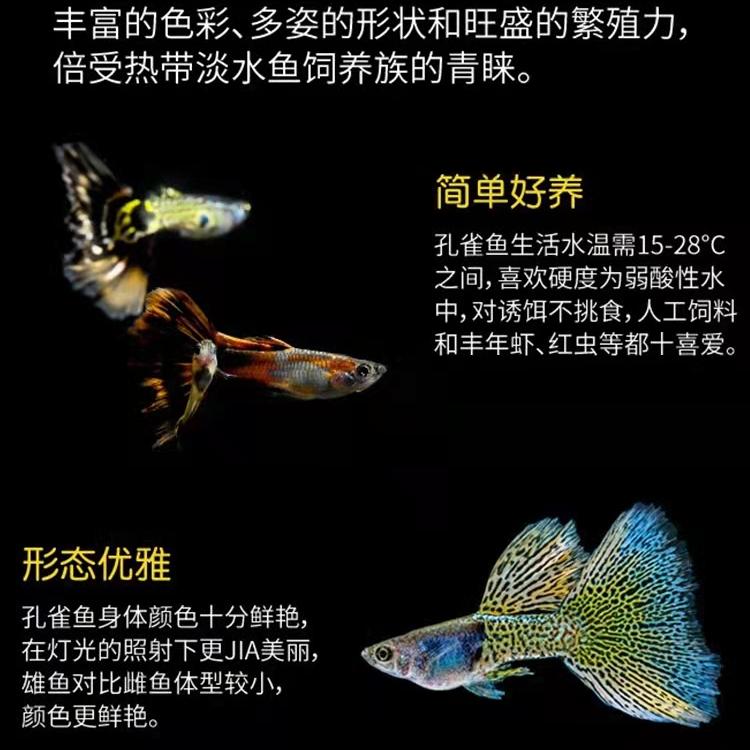 新手养观赏鱼全过程,新手养鱼入门基础教程小观赏鱼