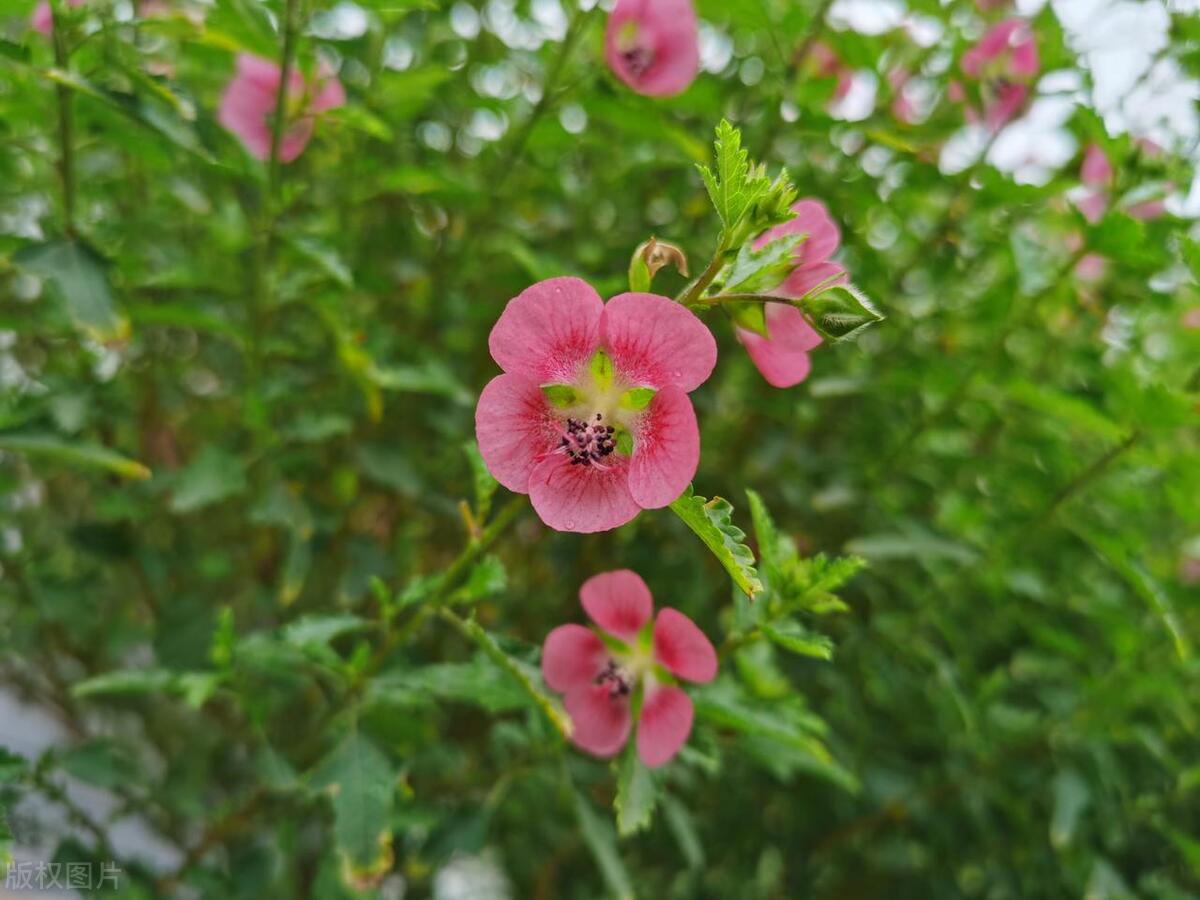盆栽小木槿开花后修剪,小木槿花花开后的养殖方法