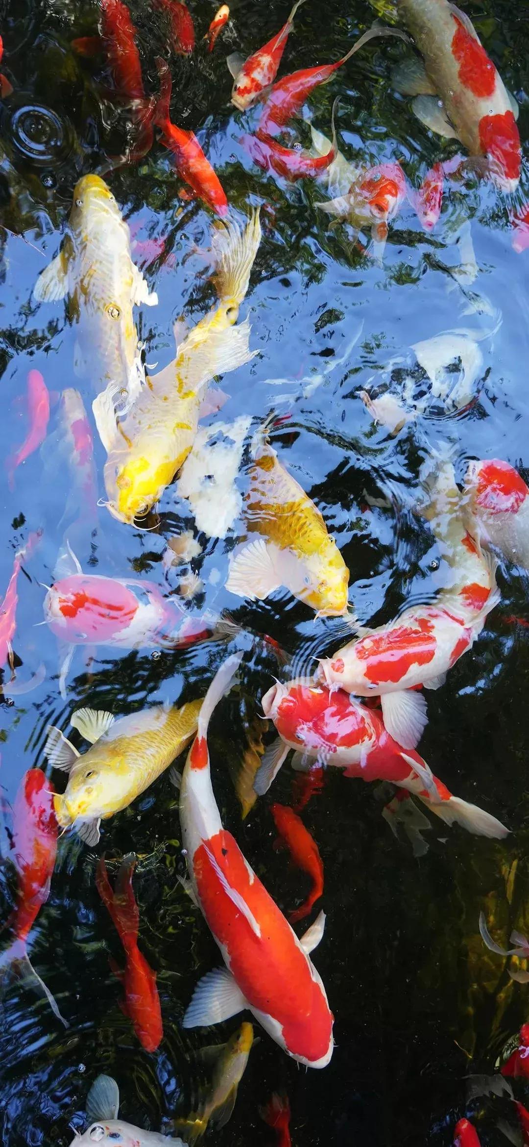 高清壁纸图片全屏干净高级,男士专用黑色美女全屏壁纸