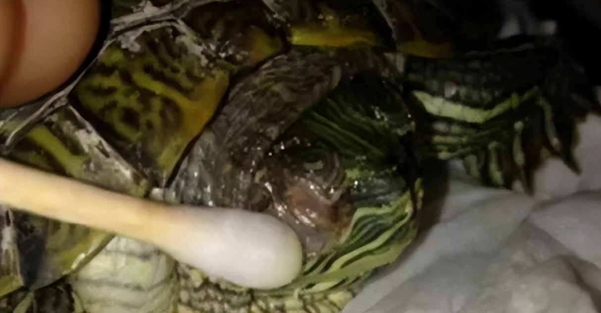 乌龟腐皮腐甲是什么原因,聚维酮碘治疗乌龟腐甲腐皮