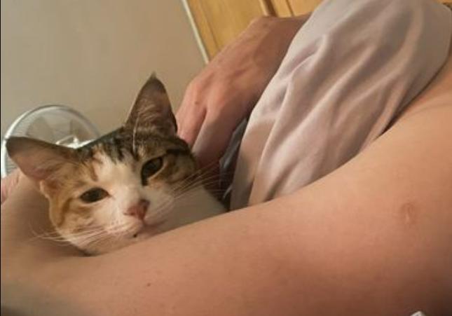 猫咪误食异物呕吐出来就没事了吧,猫咪把喂食软管吃进肚子里了