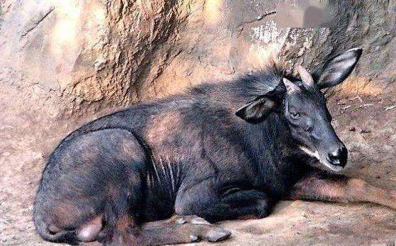 意外发现远古神兽,浙江发现天马