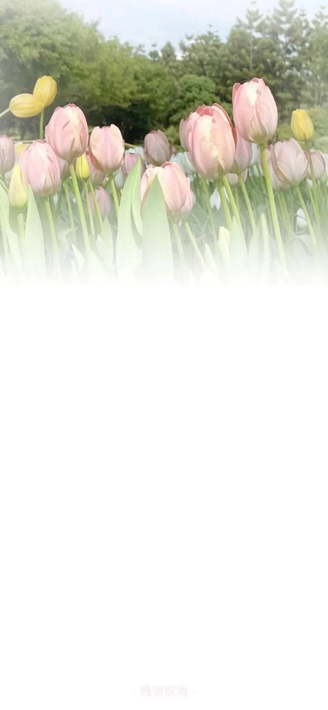 渐变晕染聊天背景图,渐变式聊天背景图