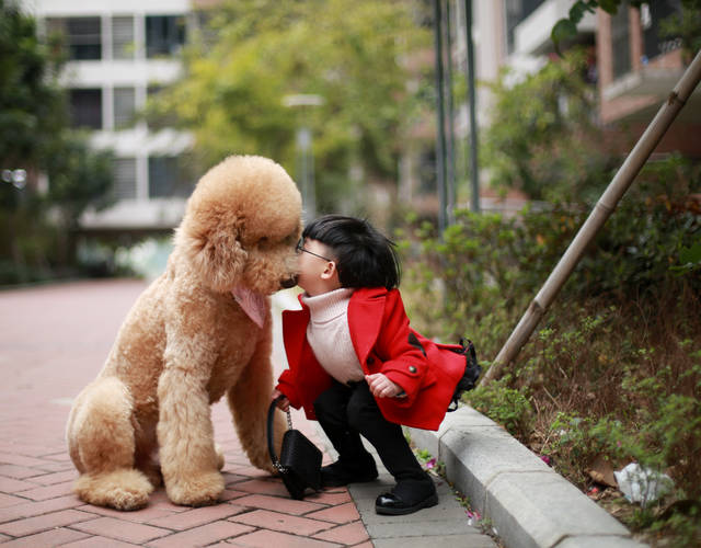 巨型贵宾犬怎么养最合适,养巨型贵宾犬怎样做犬舍