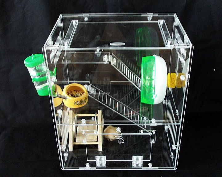 米熊仓鼠新手好养吗,新手怎么养仓鼠教程