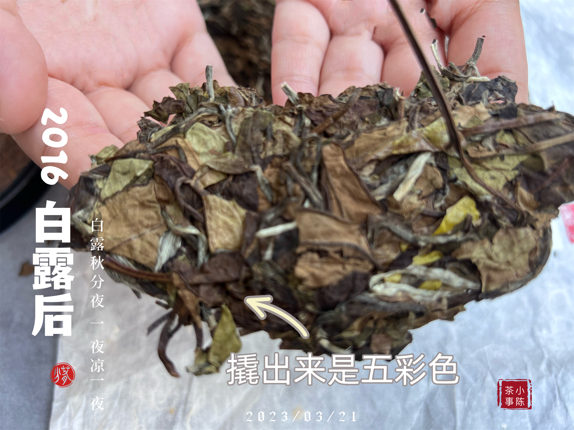 白毫银针茶哪种白茶最好,白茶的寿眉贡眉银针