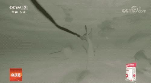 这道著名海鲜你可能吃过，但不太可能见过它死前真面目