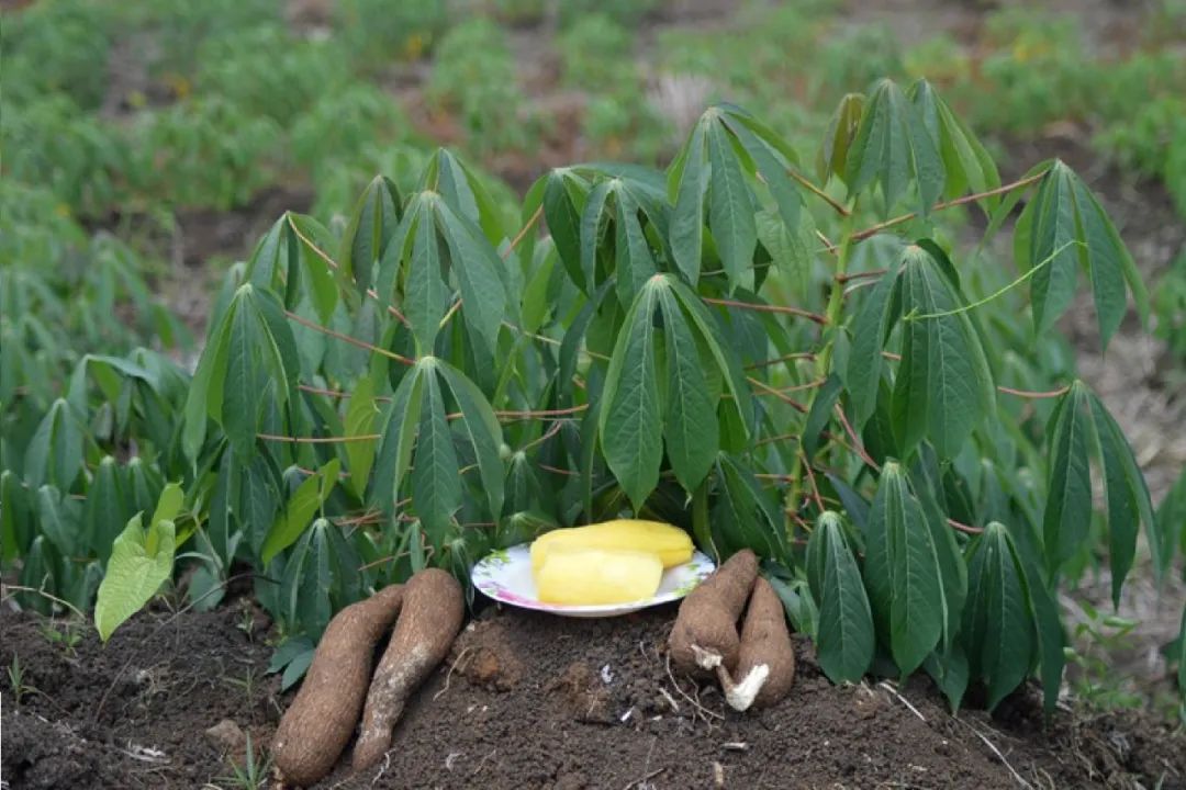 根类食物大全 (5种根菜类的食材)