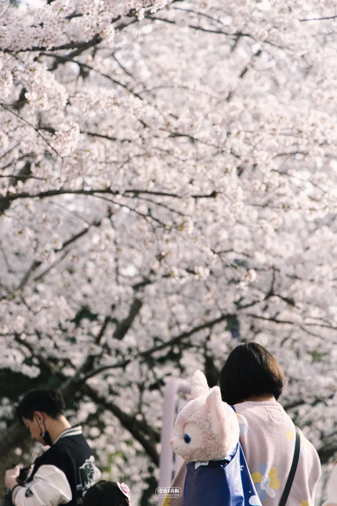 樱花最旺盛的时间,樱花最茂盛的时候是哪个季节
