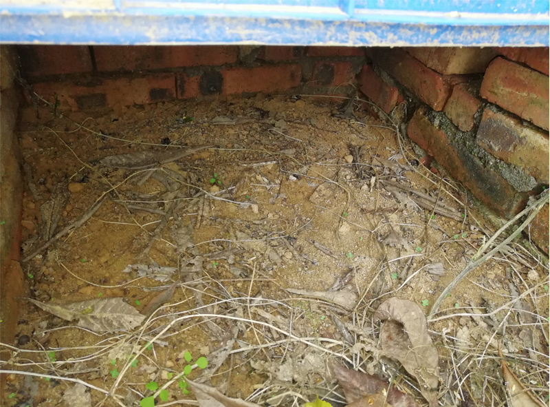 黄缘闭壳龟的公母是由什么决定的,黄缘闭壳龟刚到家躲在土里不出来