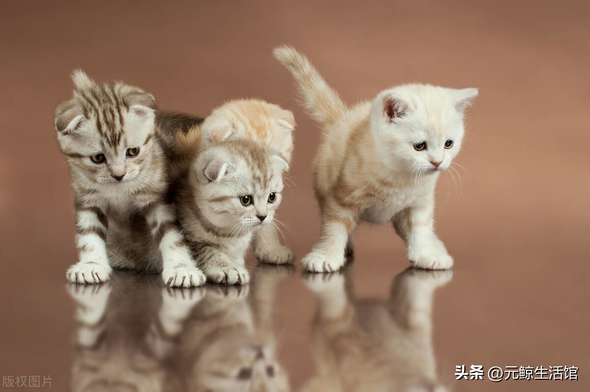 养猫如何盈利,养猫省钱平台