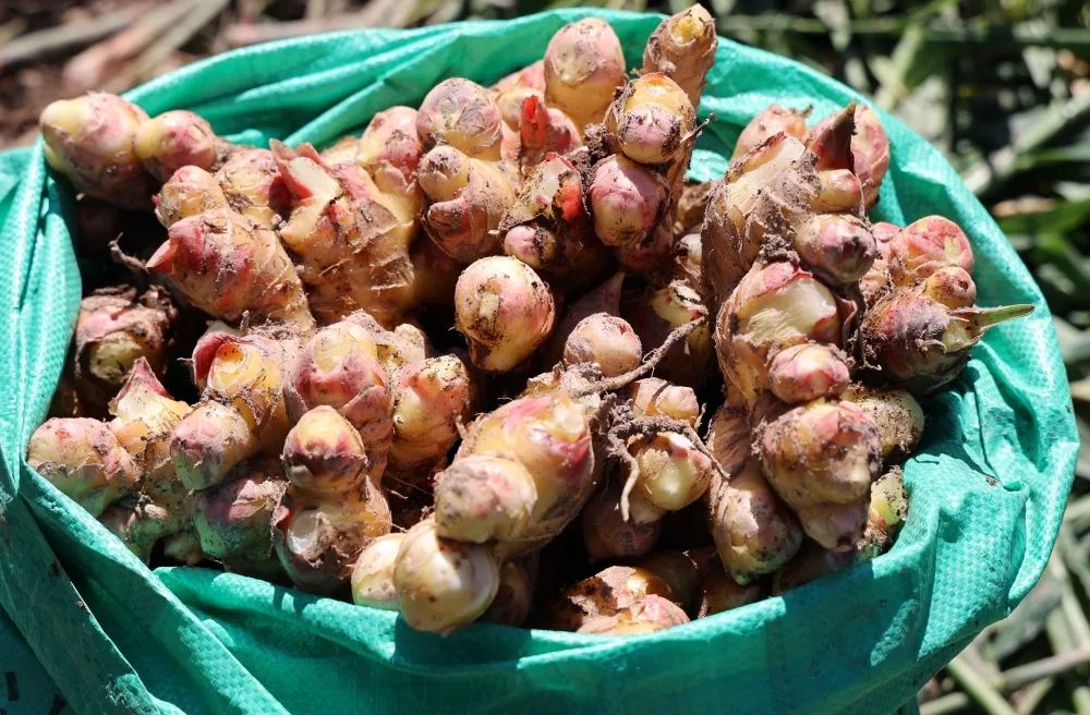 姜来可期什么意思,科技赋能姜来可期