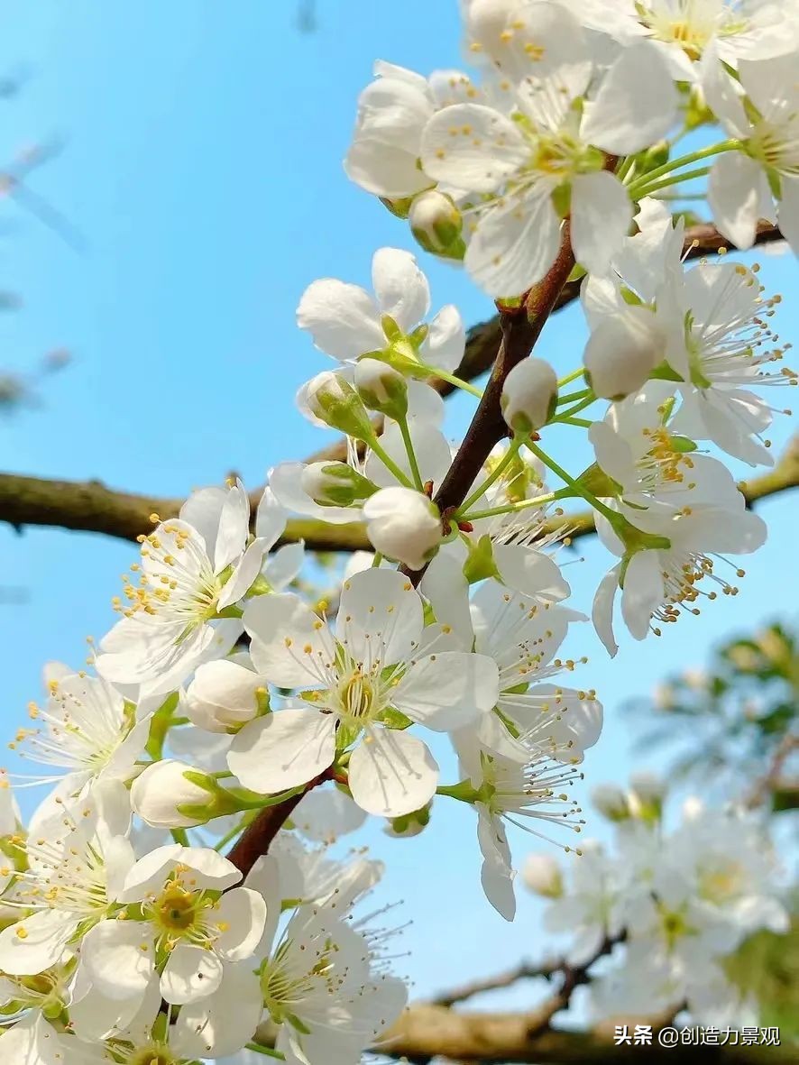 一花一草一世界原创花草,一花一草一世界花草之美