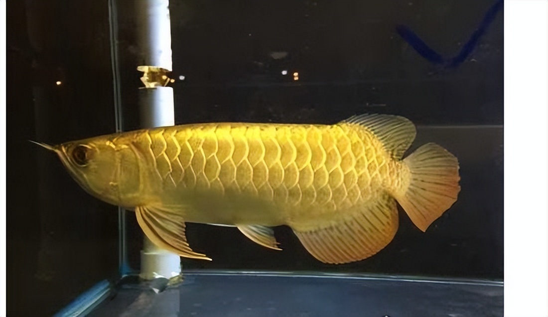 鱼撞缸是怎么回事？鱼撞缸的6种原因！