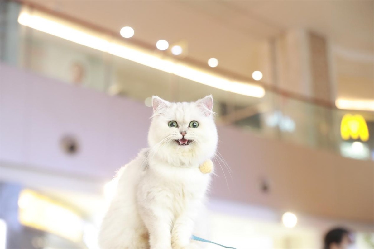 端午撸猫乐趣尽在“猫21×佳能萌宠影像创造营“广州站