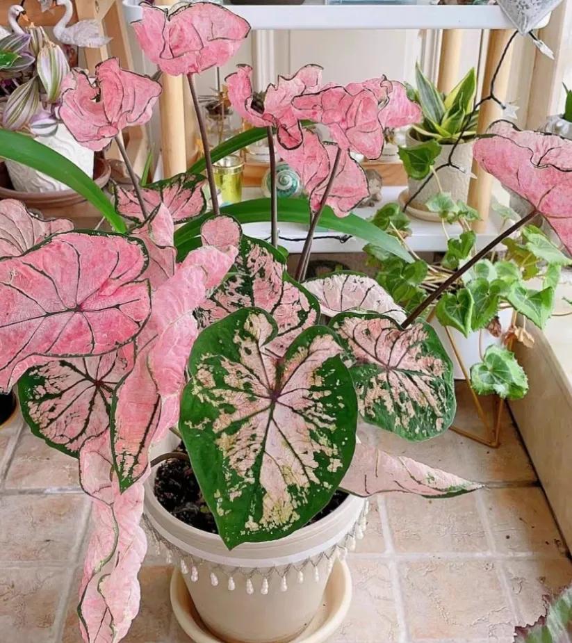 适合桌面养的小盆栽,好看的桌面花卉盆栽