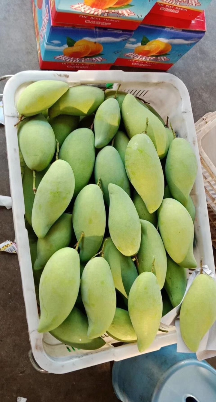 云南芒果和攀枝花芒果,凯特芒果攀枝花芒果