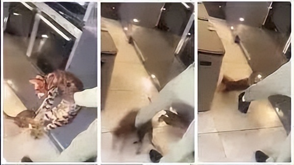 足球球员虐待狗,球员虐待狗