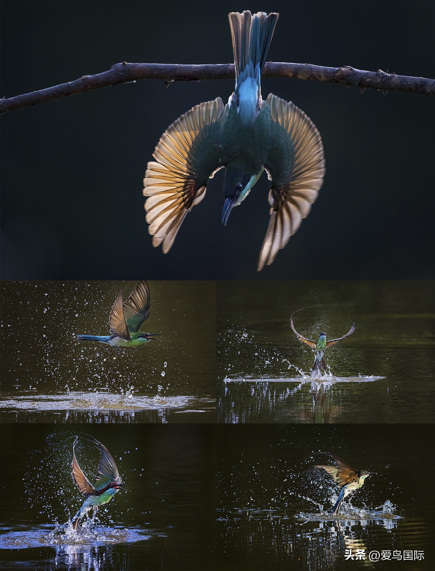 2024观鸟大年,观鸟大年介绍