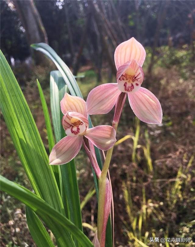 最能代表国兰风采的兰花,天下第一香兰全球最顶级兰花