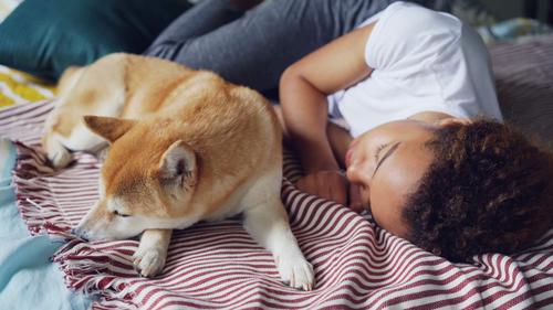 宠物去世很难过,宠物离世我们应该如何面对