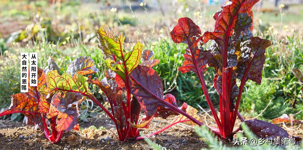 日本农业大县探寻乡村振兴新路,日本家庭农场农业模式