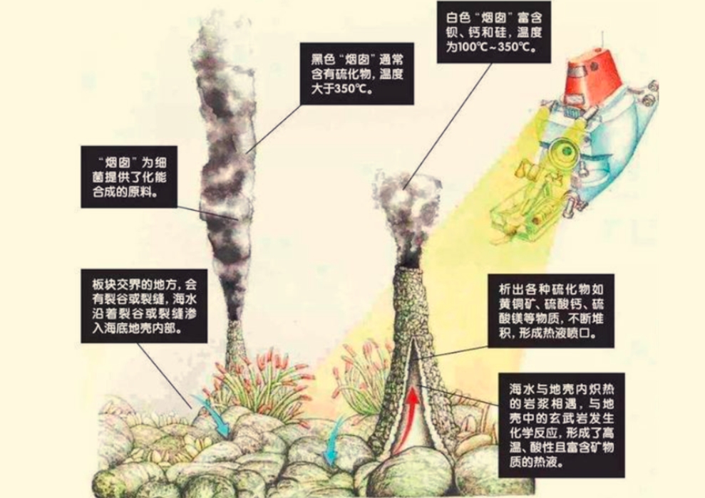 热液盲虾生活在450℃海底热泉旁，数量惊人，能不能用来烫火锅？