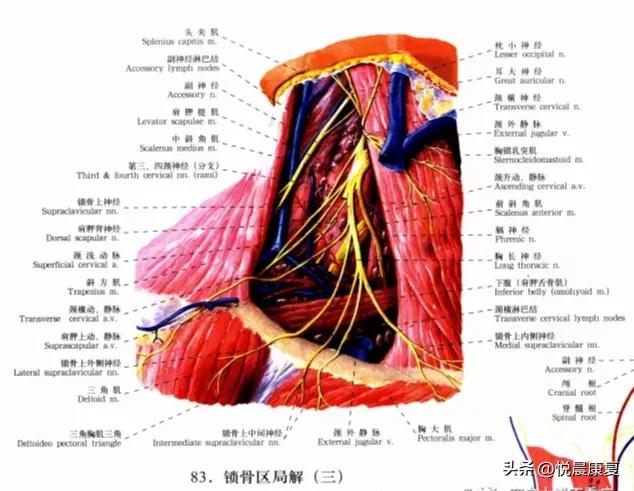副神经的解剖功能,副神经解剖