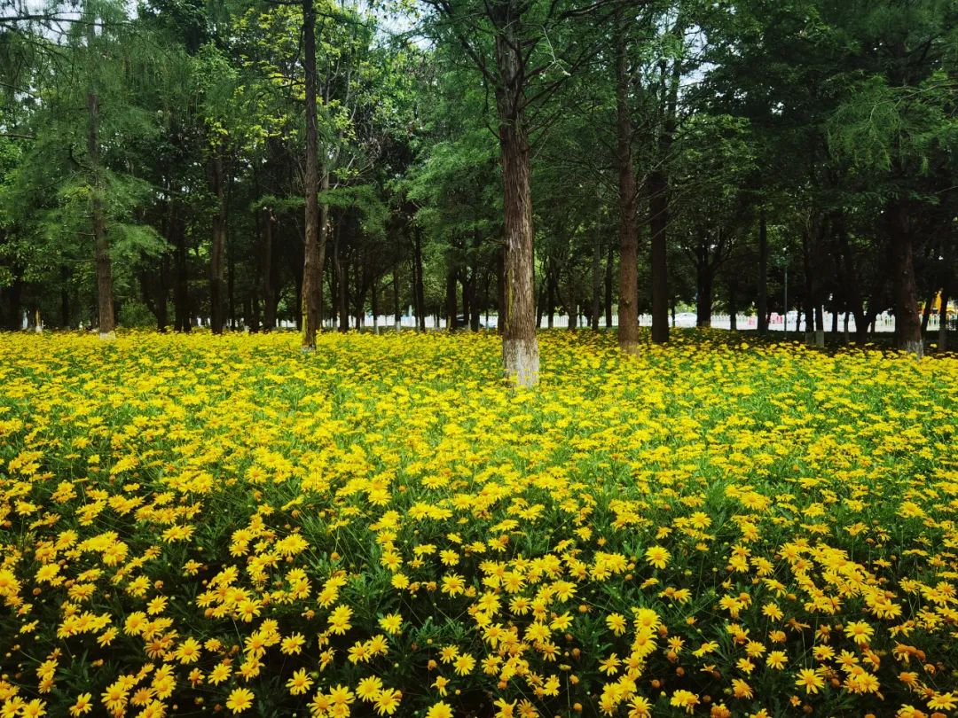 街心花园附近拍照打卡点,街心花园打卡