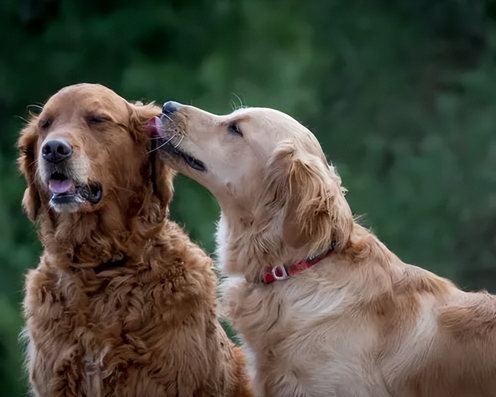 母狗和公狗养着有什么区别,母狗性格弱点