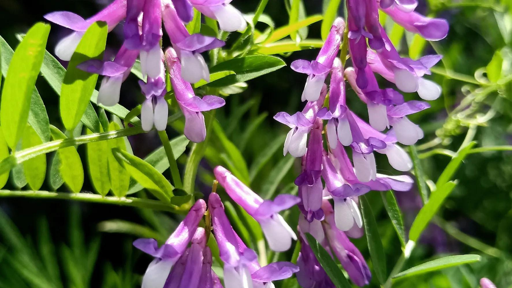 性是第一位的——女人会爱上多个男人合理吗因爱而性、因性而爱