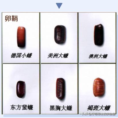 床上小颗粒是什么虫卵,墙上有虫卵很小颗粒