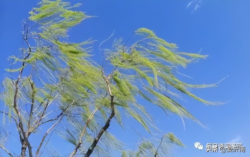 刘禹锡最撩人的诗,刘禹锡两句诗