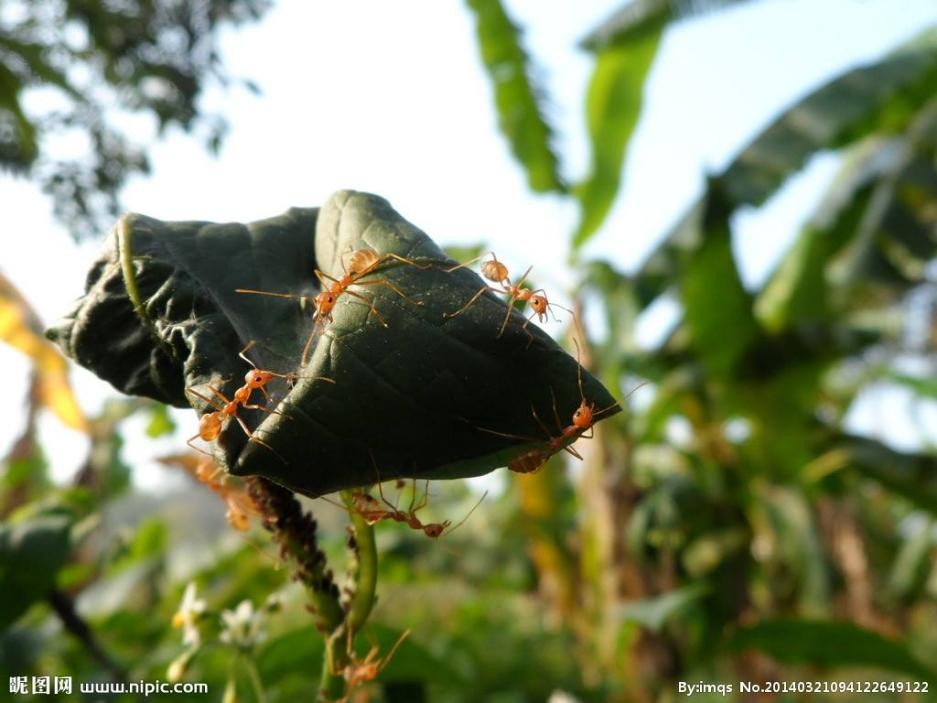 丛林探险美食大全,真正的丛林美食有哪些