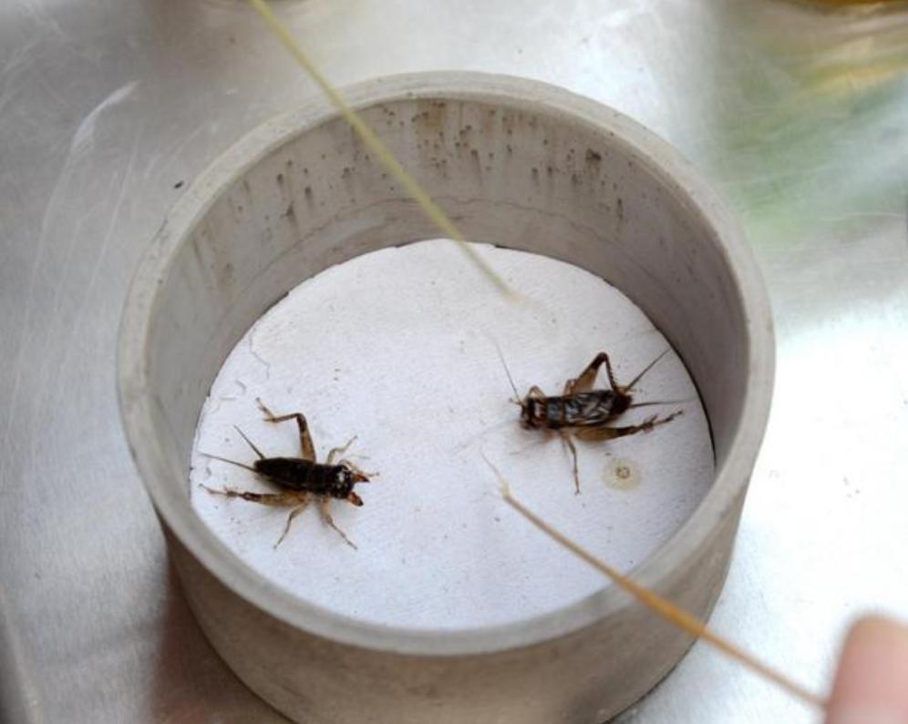 山东小古镇蟋蟀卖出3个亿,山东蟋蟀农村交易