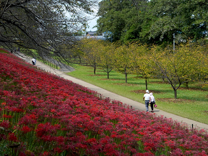 日本埼玉县一周游玩规划,日本埼玉好玩的地方