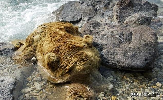 世界未解之谜泰坦尼克号沉船之谜,十大未解之谜泰坦尼克号幸存者